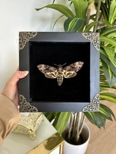 Framed Death's Head Moth Acherontia Lachesis Death's Head Hawk Moth picture