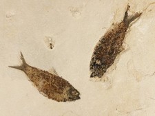 TWO Larger 50 Million Year Old FISH Fossils on Big Matrix From Wyoming 1775gr picture