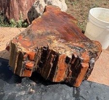 ☘️RR⛏️: Top Quality Arizona Rainbow Petrified Wood 1.75 Lb 🌈 picture
