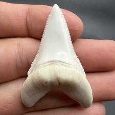 Great White Shark Tooth 1.89” Modern Lower - RARE - Legally Collected USA picture