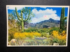 VTG Springtime Brings Color To The Desert Continental Postcard picture