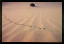 Journey Across Dune 1983 Postcard 7x 5 Weevil Beetle Tracks Moves Across Desert  picture