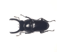 LUCANIDAE Falcicornis (Dorcus) rufonotatus - LAOS - A1 big male 41mm rare size picture