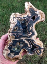 AGATIZED CORAL FOSSIL Chalcedony Fossilized Mineral Reef Ocean Specimen FLORIDA picture
