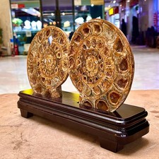 3.02LB   Rare Natural Tentacle Ammonite FossilSpecimen Shell Healing Madagascar picture