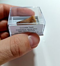 CHOOSE ONE Cretaceous Kem Kem Crocodile Tooth, Boxed & Labeled HT52-56 picture