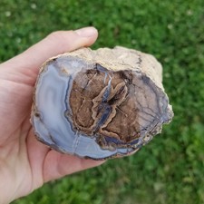 Amazing Blue Forest Petrified Wood Limb Cast Polished Wyoming Eden Valley Agate picture