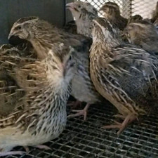 Live quail for sale 5$ each picture