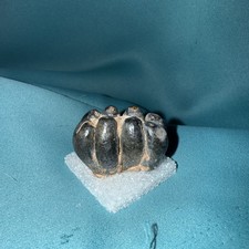 Desmostylus Teeth Miocene Era Prehistoric Hippopotamus picture