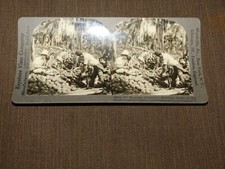 VINTAGE STEREOVIEW STEREOSCOPE CARD COCONUTS PAGSANJAN ISLAND of LUZON P I picture