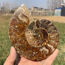 TOP 200G+ Natural Ammonite fossil Conch Crystal specimen Reiki healing Gift 1pc picture