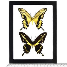 Papilio cresphontes VERSO + RECTO FRAMED PAIR giant swallowtail butterflies AZ picture
