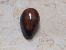 F cypraea exusta dark  very rare red sea shell super natural glossy F+++ 57.6mm picture