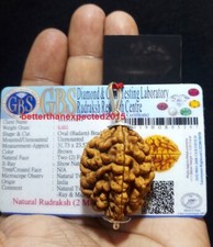 2 Mukhi Two Face Rudraksha Rudraksh 925 Sterling Silver Pendant Lab Certified picture