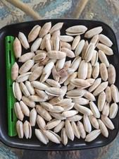 Gallon size bag of Large Lettered Olive Shells picture
