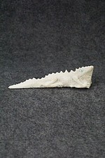 Iguana Zuni Fetish Carving - Maxx Laate picture