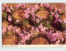 Postcard Hawaiian Vanda Orchids picture