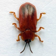 TS3- 674 Chrysomelidae picture