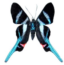 Rhetus arcius ONE REAL WHITE BLUE PERU BUTTERFLY UNMOUNTED WINGS CLOSED  picture