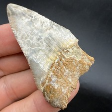 GREAT WHITE SHARK TOOTH CRAZY LIGHTNING PATTERNS 2.28” SOUTH CAROLINA picture