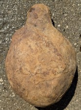 Large Fossilized Indiana Not Mazon Creek Ironstone Mudstone Concretion 10.5 Lbs picture