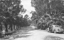 RPPC Calle Palmeras Agua Azul Guadalajara Jalisco Mexico 1930s Vintage Car picture