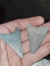2 MEGALODON TEETH ODDITY WIERD DISEASED  picture