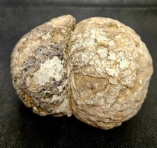 4290ct Massive  Unopened Natural Australian Huge Geode Gamble Thunderegg Mt Mays picture
