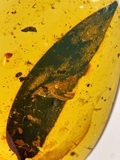 STUNNING LEAF inclusion in Burmese / Burmite amber fossil / 100% genuine  picture