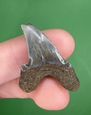 *RARE* Cusped 1.26” Paratodus Sp. Fossil Shark Tooth Oligocene, Cooper River picture