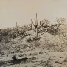Vintage Real Photo Tucson AZ Desert Cactus Scene Trip Message Note on Back picture