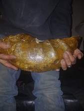 Massive Ammonite/Iridescent/Opalized/Super Rare Fossil picture