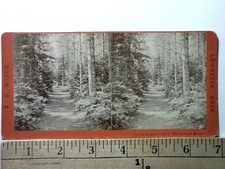 Myrtle Path Fern Park Stereoview A. B. Hamor Old Orchard Beach Maine picture