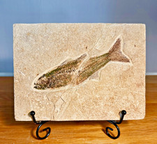 Fossil fish on matrix. Circa 48 m.y.o. Species  Mioplosus. 4046 picture