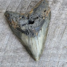 Megalodon Shark Tooth Fossil 4.57