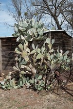 Buffalo Gap Texas 2014 Prickly Pear Cactus Wagon Wheel Shed Historic Village picture