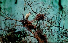 Florida Everglades Wood Stork Postcard Used (16085) picture