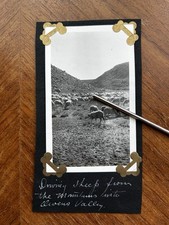 Vintage 1919 Driving Sheep from the Mountains into Owens Valley California Photo picture
