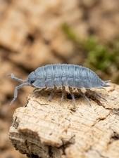 50+ Powder Blue Isopods (P. pruinos) Bioactive Clean up Crew 🍄 picture