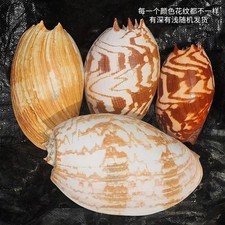 18-20cm Natural Sea Conch Shell Indonesian Coconut Snail Seashell picture