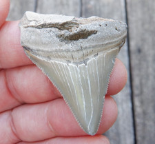 Pretty and Rare AURORA NC Fossil CHUBUTENSIS MEGALODON Shark Tooth LEE CREEK 365 picture