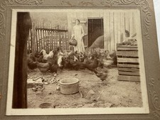Antique TEXAS Woman Feeding CHICKENS Vintage Farm PHOTOGRAPH Addie, Tommie Sisco picture