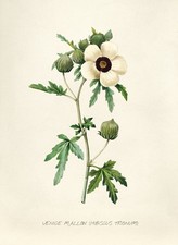 Vintage Botany c1920s Poster - Hibiscus Trionum by Venice Mallon 24x36” RARE picture