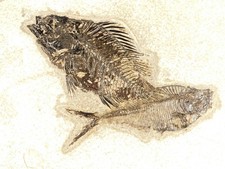 Two SPECIES Rare Priscacara FISH Fossil and Diplomystus On HUGE Matrix Wyoming picture