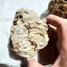 Kentucky Fossil Geode Druzy Quartz Crinoid Stem Fossils Natural Specimen 4” picture