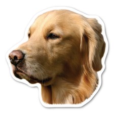 Golden Retriever Magnet picture