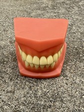 VTG Large Dental Articulating Jaw Teeth Mouth Model Gums Teeth Oversize Typodont picture