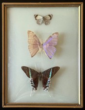 Vintage 1950s -1960s Era Mounted Butterflies in Frame picture