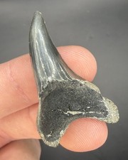 1.57” Juvenile Rare Paratodus Benedini Shark Tooth Fossil picture