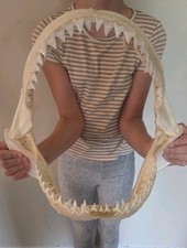  Monster Bull SHARK JAW Professionally Cleaned.  13 inches of real shark jaws picture